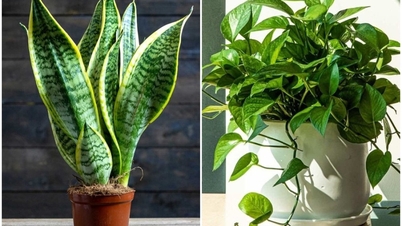 Essas plantas de interior são ótimas para absorver poeira fina e devem ser cultivadas em ambientes internos.
