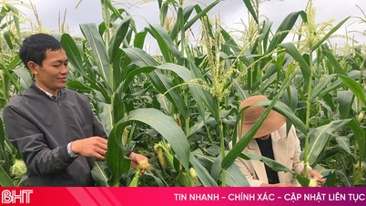 Hỗ trợ hơn 16 tỷ đồng mua giống ngô cho người dân vùng thiên tai