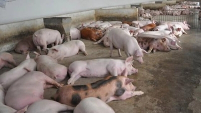 Prix ​​du porc aujourd'hui, 16 décembre 2025 : Les prix ont fortement augmenté de 4 000 VND dans certaines régions.
