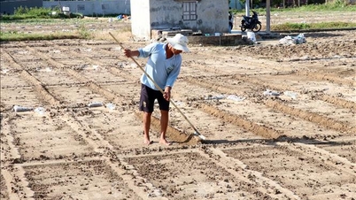 Khanh Hoa odbudowuje produkcję rolną, aby sprostać zapotrzebowaniu w okresie święta Tet.
