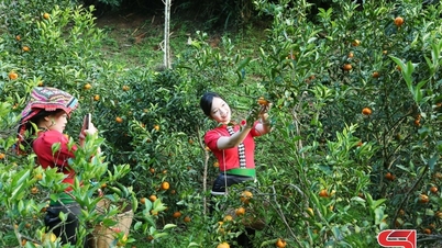 ໝາກກ້ຽງຫວານ Chieng Coi