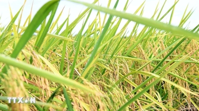 Utvidelse av økosystemverdien for vietnamesiske landbruksproduktmerker.