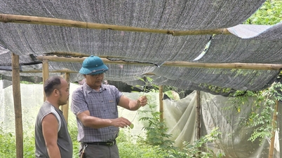 Nghe An eyaletinin dağlık bölgelerinde yaşayan insanlar, fırtına ve sel gibi doğal afetlerden sonra geçim kaynaklarını değiştiriyorlar.