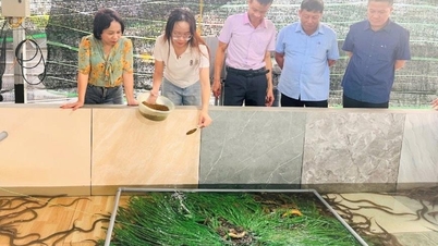 Hai Phong aumenta a produção de frutos do mar.