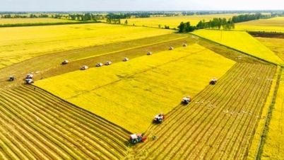 จังหวัดอานเจียงลงทุนกว่า 38,000 ล้านดองเพื่อขยายการปลูกข้าวคุณภาพสูง