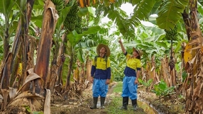 Odmiany odporne: Ostatnia deska ratunku w zapobieganiu chorobie więdnięcia bananów.