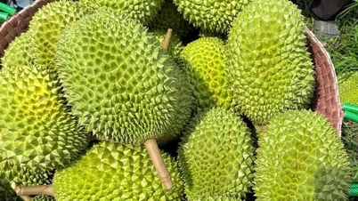 Harga durian hari ini, 16 Desember 2025: Tetap stabil di pertengahan Desember.