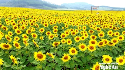 Les collines de tournesols de Nghe An sont en pleine floraison, prêtes à accueillir les touristes.
