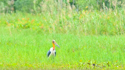 Le parc national d'U Minh Thuong enregistre le retour de la cigogne javanaise.