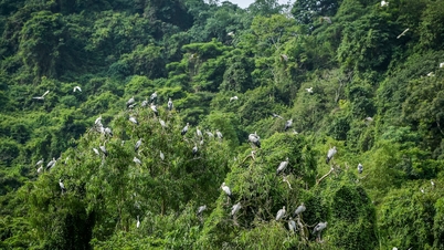 Moment enchanteur : des dizaines de milliers d'oiseaux sauvages regagnent leurs nids à Ninh Binh.