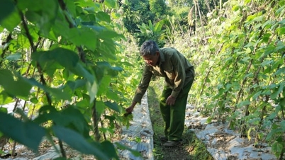 ដីត្រូវបាន "ព្យាបាល" បន្ទាប់ពីការប្រមូលផលបន្លែសរីរាង្គ។