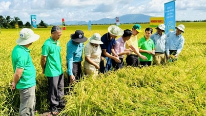 ខេត្តអានយ៉ាងកំពុងផ្សព្វផ្សាយប្រសិទ្ធភាពនៃគម្រោងស្រូវដែលមានគុណភាពខ្ពស់ចំនួន ១ លានហិកតា។