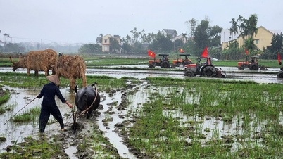 In Hoi An, participate in the New Year's rice planting festival.