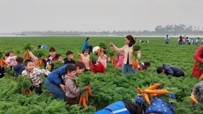 Bac Ninh entwickelt ein Modell für eine sichere Gemüseproduktion in Verbindung mit dem Tourismus.