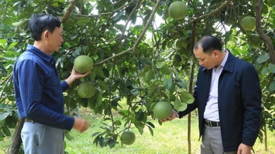 Lam Giang beldesinin başlıca tarım ürünlerini OCOP ürünlerine dönüştürme konusunda büyük bir potansiyel bulunmaktadır.