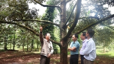 שירות ההדרכה החקלאית של דאק לק מקדם חקלאות אורגנית.