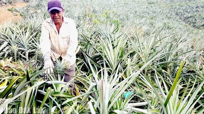Проактивний фермер збагачується на складних землях.