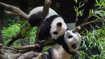 Japán hamarosan visszajuttatja Kínába a megmaradt pandapárt.