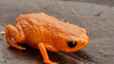 Para ilmuwan menemukan katak labu jenis baru di hutan Brasil.