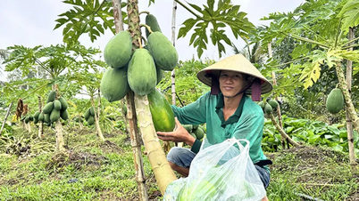 Hubungan pertanian betik di komune Long Hung - Laluan mampan ke hadapan dengan perniagaan.