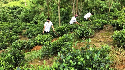 គោលនយោបាយបង្រួបបង្រួម បានធ្វើឱ្យប្រសើរឡើងនូវផលិតផល OCOP ចំនួន ៦០៥ នៅខេត្ត Lao Cai បន្ទាប់ពីការរួមបញ្ចូលគ្នា។