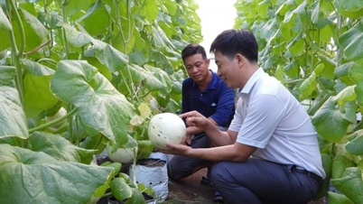 ສະຫະກອນກິມລອງກຳລັງປ່ຽນແປງວິທີການກະສິກຳຢູ່ຕາແສງຝູ່ຢາວ.