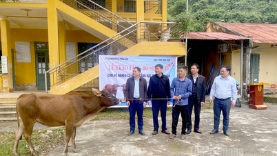លោកស្រី ធឿងណុង បរិច្ចាគគោញីដល់គ្រួសារក្រីក្រ។
