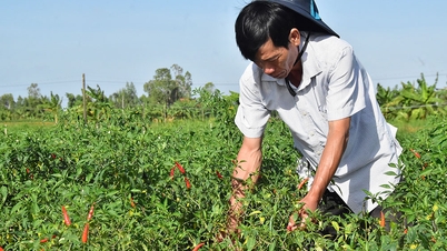 តម្លៃម្ទេសបានកើនឡើង ដែលនាំមកនូវសេចក្តីរីករាយដល់កសិករ។