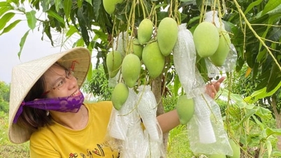 ខេត្ត Khanh Hoa កំពុងអនុវត្តគម្រោងមួយជាបន្ទាន់ ដើម្បីកាត់បន្ថយការបំភាយឧស្ម័នក្នុងផលិតកម្មដំណាំ។