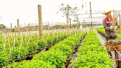 Central Vietnam: Monitoring rain and waiting for sunshine to grow vegetables and flowers for Tet (Lunar New Year).