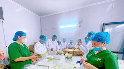 Nghe An konzentriert sich auf die Entwicklung einer sicheren Lebensmittelkette.