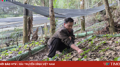 Dien Bien province is promoting the development of medicinal plants towards sustainable economic development.