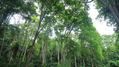 เจ้าของป่าในจังหวัดเหงะอานนำนโยบาย ERPA ไปสู่ประชาชนในพื้นที่ภูเขา