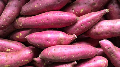 Wat is voedzamer en beter voor je gezondheid: aardappelen, zoete aardappelen, maïs, pompoen of erwten?