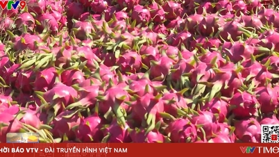 ផ្លែស្រកានាគក្រៅរដូវមានតម្លៃខ្ពស់។