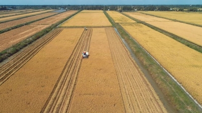 Risproduksjon står for 70 % av de totale klimagassutslippene fra landbrukssektoren.