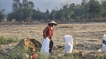 Da Nang: La arena cubre los campos, los agricultores “esperan” en medio de la temporada de siembra.