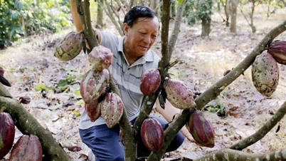 El cacao orgánico está echando raíces, allanando el camino para las exportaciones de la región oriental de Ciudad Ho Chi Minh.
