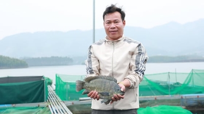 Làm giàu từ nuôi cá lồng trên hồ Thác Bà