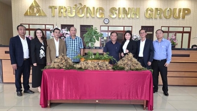 একটি Ngoc Linh ginseng ইকোসিস্টেম তৈরি করতে Truong Sinh Group অংশীদার।