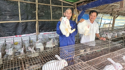 Trung Hiep cu modelul său de creștere a animalelor extrem de eficient din punct de vedere economic.