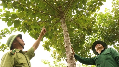 Adicionando mais verde a Dak Lak