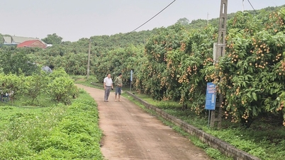 កសិករនៅខេត្តបាក់និញ (Bac Ninh) ស្ទាត់ជំនាញបច្ចេកទេស និងសហការគ្នាកសាងជនបទថ្មី។