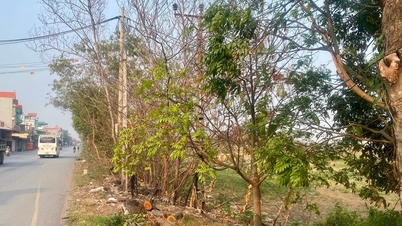 ហៃផុង៖ ដីជាង ១០០,០០០ ម៉ែត្រការ៉េត្រូវបានបែងចែកទៅឱ្យក្រុមហ៊ុនភាគហ៊ុន Tay Bac Investment Group សម្រាប់ការអនុវត្តគម្រោង។