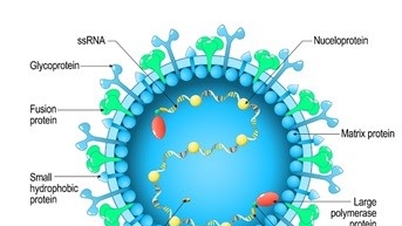 Respiratorisches Synzytialvirus (RSV): Die Gesundheitsgefahr für ältere Menschen und Menschen mit Vorerkrankungen verstehen