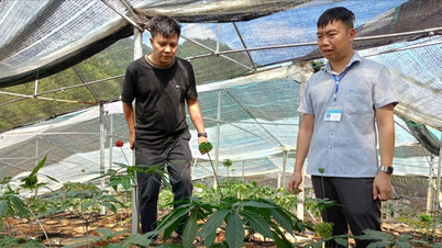 Mu Cang Chai : Le taux de pauvreté reste supérieur à 16 %