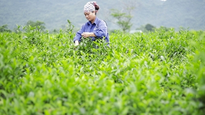 Vývoz čaje: Když se preferenční certifikáty původu (C/O) stanou strategickou „pákou“ v dohodách o volném obchodu.