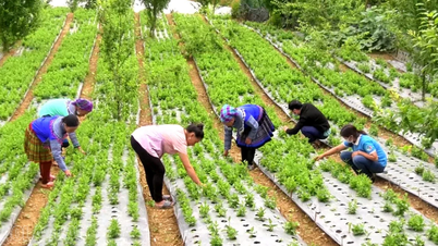 Lung Phinh: Many households escape poverty and become wealthy thanks to medicinal plants.