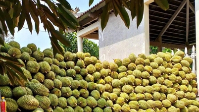 Pentru un sezon de fructe dulci de durian