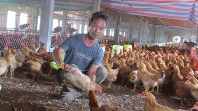 ມູນຄ່າການຜະລິດສັດລ້ຽງໃນເມືອງຫາຍຟ່ອງລື່ນກາຍແຜນການປະຈຳປີ 1,04%.